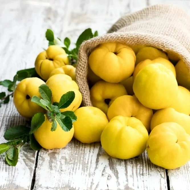Safarjal (Quince/Behi): The Heart-Soothing Sunnah Fruit — Benefits, Hadith Reference & Where to Buy سفرجل (بہی): دل کو سکون دینے والا سنّتی پھل — فوائد، حدیث کا حوالہ اور خریداری